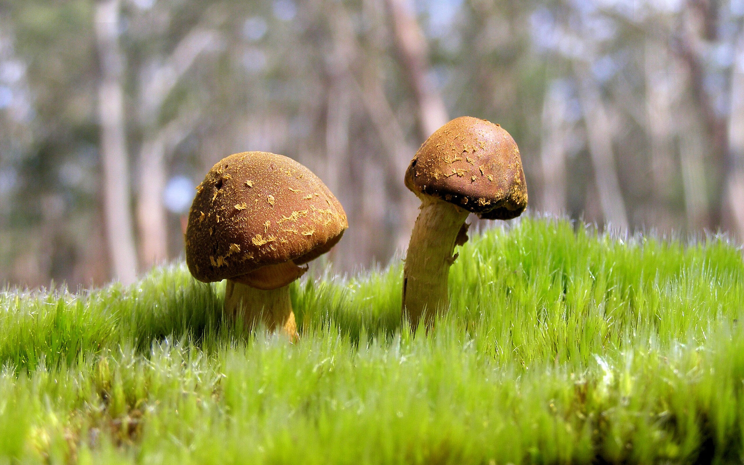 FB体育官方-NBA官方宣布：2025全明星赛将在芝加哥举行，21年nba全明星赛