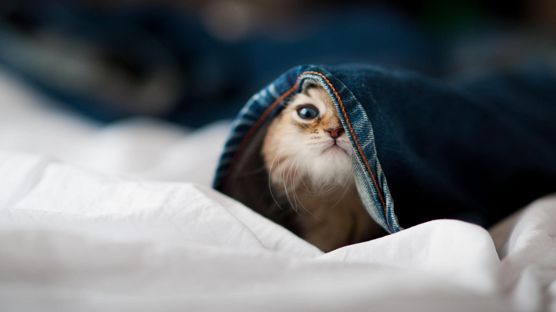 FB体育注册网址-“足球明星李明西进，开启新一季征程”，李明 足球妻子