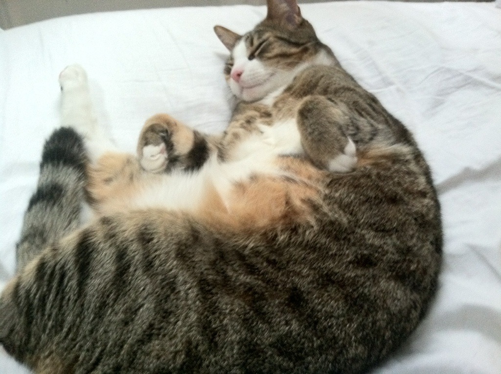 fb体育app官网-社区力量壮大：打造多元文化融合的电竞粉丝圈，社区粉丝运营模式