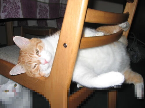 fb体育全站-TL官宣续约核心阵容,tl战队tactical