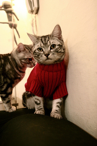 fb体育全站-伊朗马术协会出版“Chovgan”历史专著，记录赛事发展历程。