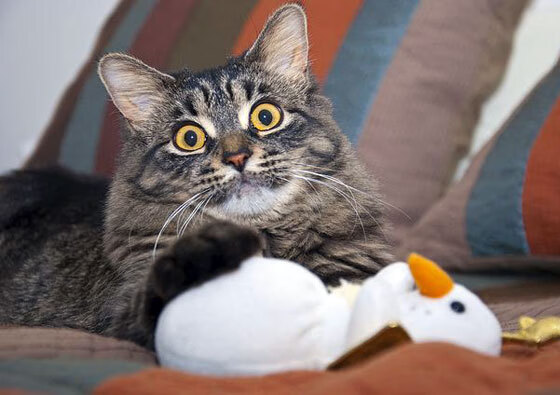 fb体育官网首页-巴萨客场2-0战胜莱万特，继续保持不败纪录，巴萨对阵莱万特