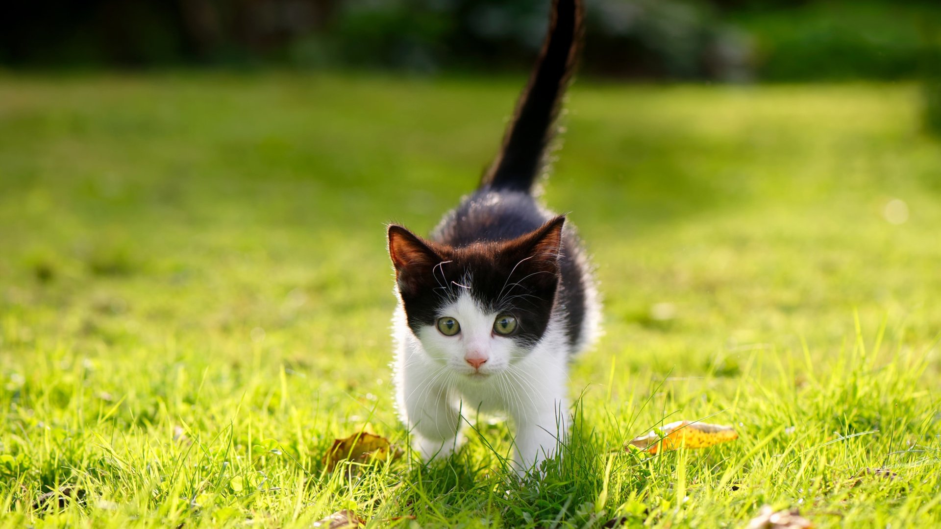 FB体育注册网址-体育明星短剧上线引发全民健身热潮，体育明星的视频